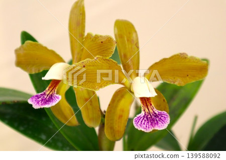 Cattleya granulosa 139588092