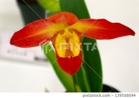 Red Phragmipedium bessey 139588094