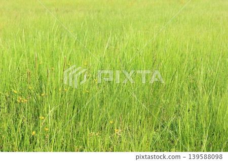 A beautiful green grassy field A beautiful green grassy field 139588098