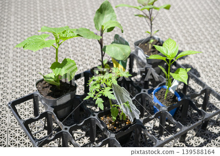 Vegetable seedlings (tomato, eggplant, cucumber, bell pepper) Vegetable seedlings (tomato, eggplant, cucumber, bell pepper) 139588164