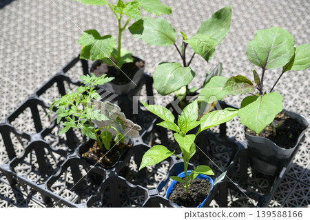 Vegetable seedlings (tomato, eggplant, cucumber, bell pepper) Vegetable seedlings (tomato, eggplant, cucumber, bell pepper) 139588166