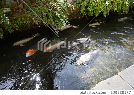 郡上八幡町水道中的鯉魚 郡上八幡町水道中的鯉魚 139588177
