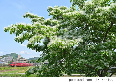 大安寺川和名鐵列車沿線盛開著白花雪花(Chionanthus retusus)。 大安寺川和名鐵列車沿線盛開著白花雪花(Chionanthus retusus)。 139588199