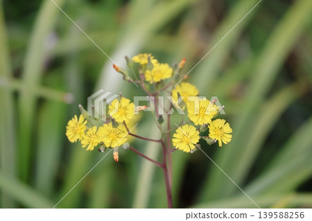 A close-up view of the yellow petals of the Crepis japonica flower. A close-up view of the yellow petals of the Crepis japonica flower. 139588256