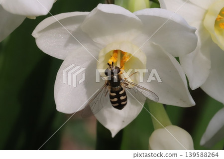 A tiny two-spotted hoverfly sips nectar from the white daffodils blooming in the spring garden. A tiny two-spotted hoverfly sips nectar from the white daffodils blooming in the spring garden. 139588264