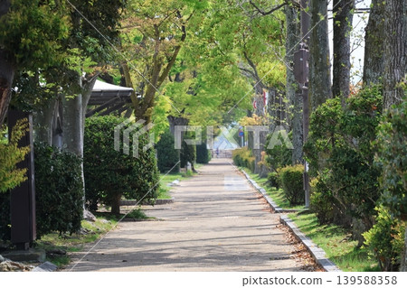 A landscape with a walking path surrounded by green plants. A landscape with a walking path surrounded by green plants. 139588358