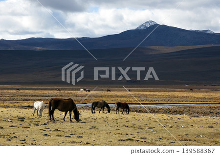 A herd of horses stands on a plateau where the shadows of clouds stretch out. A herd of horses stands on a plateau where the shadows of clouds stretch out. 139588367