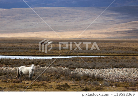 A white horse stands on a rocky plateau. A white horse stands on a rocky plateau. 139588369