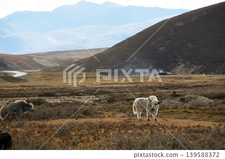 Yaks grazing on the plateau grasslands of western Sichuan Yaks grazing on the plateau grasslands of western Sichuan 139588372