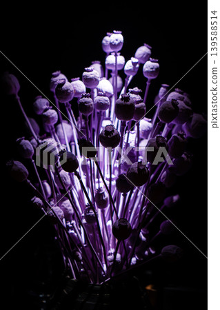 Dried poppy decoration. Poppy in the vase. Poppy arrangement of dried flowers and grass. Dried poppy decoration. Poppy in the vase. Poppy arrangement of dried flowers and grass. 139588514