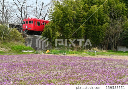 Meitetsu Hiromi Line 6000 series train set 6012 and Lamium amplexicaule Meitetsu Hiromi Line 6000 series train set 6012 and Lamium amplexicaule 139588551