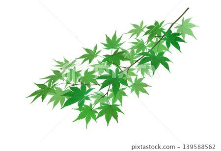白色背景上的楓枝，鮮嫩的綠葉。 139588562