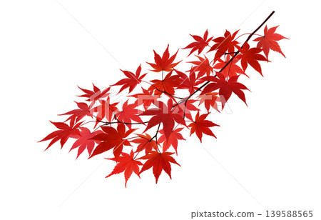 白色背景的楓枝，秋葉 139588565