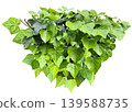 Ivy leaf cutout material (transparent background) 139588735