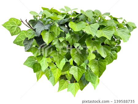 Ivy leaf cutout material (transparent background) Ivy leaf cutout material (transparent background) 139588735