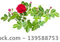 Cutout image of a red rose (with transparent background) 139588753