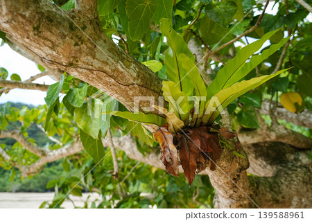 Okinawa Prefecture, Iriomote Island, Amitori Bay, Yaeyama Asplenium Okinawa Prefecture, Iriomote Island, Amitori Bay, Yaeyama Asplenium 139588961