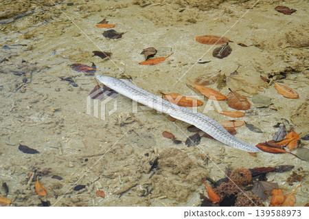 Okinawa Prefecture, Iriomote Island, Amitori Bay, False Moray Eel Okinawa Prefecture, Iriomote Island, Amitori Bay, False Moray Eel 139588973
