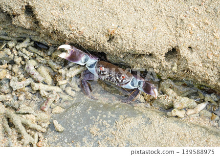 Okinawa Prefecture, Iriomote Island, Amitori Bay, Rock Crab 139588975