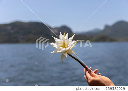 White water lily in hand on Lake Skadar with mountains in soft focus White water lily in hand on Lake Skadar with mountains in soft focus 139589029