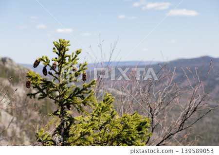 Conifer tree with pine cones on mountain ridge in Taganay National Park, Russia 139589053