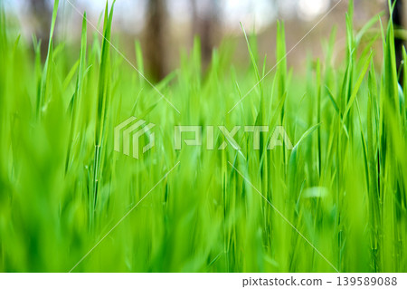 Vibrant green grass blades in soft sunlight Vibrant green grass blades in soft sunlight 139589088
