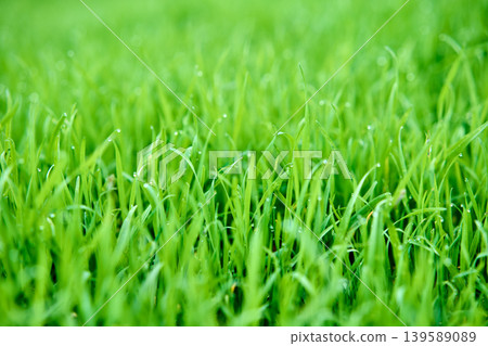 Fresh green grass with morning dew drops background Fresh green grass with morning dew drops background 139589089