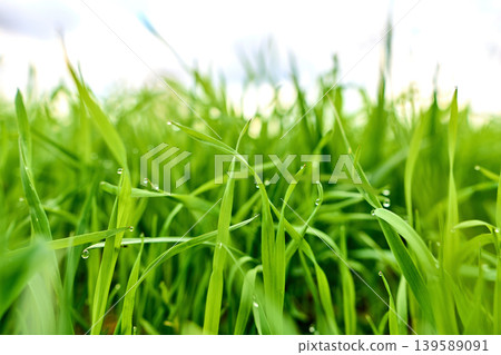 Vibrant green grass in soft sunlight Vibrant green grass in soft sunlight 139589091