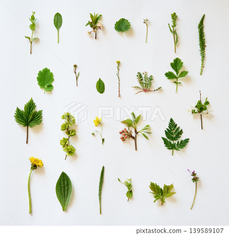 Wild plants and herbs collection on white background 139589107