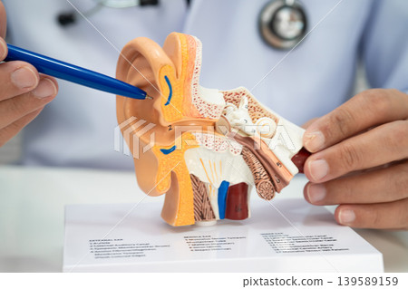 Asian doctor holding human ear model to learn and treat hearing loss in patient. Asian doctor holding human ear model to learn and treat hearing loss in patient. 139589159