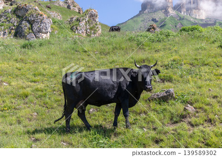 Black cow grazing on alpine meadow with rocky mountains in the background Black cow grazing on alpine meadow with rocky mountains in the background 139589302