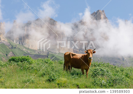 Brown cow grazing on alpine meadow with misty mountains in the background Brown cow grazing on alpine meadow with misty mountains in the background 139589303
