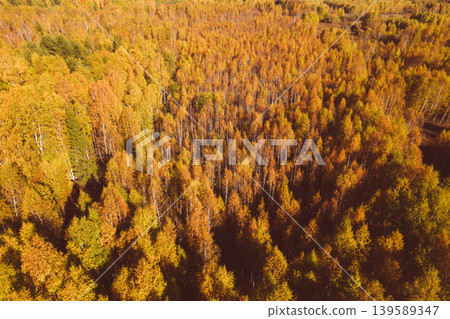 Aerial view of golden autumn birch forest landscape in the Ural Mountains Aerial view of golden autumn birch forest landscape in the Ural Mountains 139589347