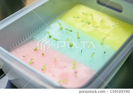利用水耕法種植葉用萵苣 139589390