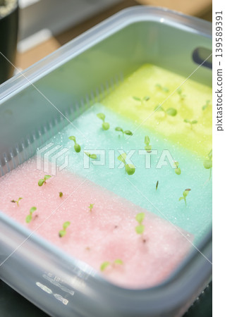 利用水耕法種植葉用萵苣 139589391