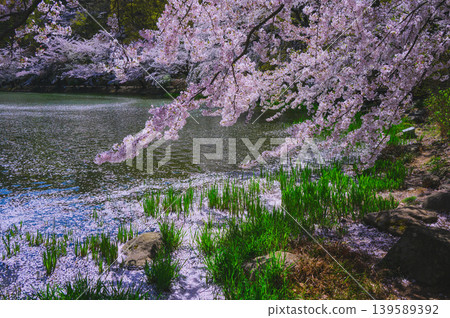 [Scattered Petals] The Passing Spring [Garyu Park] 139589392