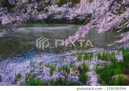 [Scattered Petals] The Passing Spring [Garyu Park] 139589394