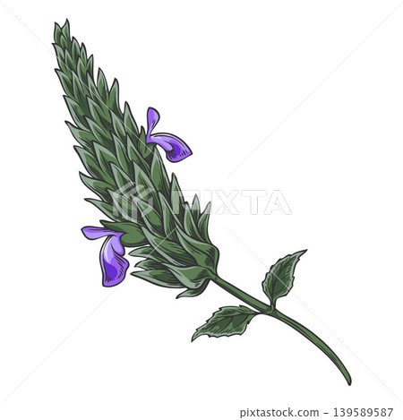 Chia plant with blue flowers vector sketch, Salvia hispanica, condiment or seasoning grains, seeds, superfood foliage Chia plant with blue flowers vector sketch, Salvia hispanica, condiment or seasoning grains, seeds, superfood foliage 139589587