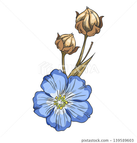 Flax blue flowers with dry seeds on stem sketch, vector hand drawn superfood foliage, essential herb, Linen plant Flax blue flowers with dry seeds on stem sketch, vector hand drawn superfood foliage, essential herb, Linen plant 139589603