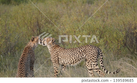 cheetah cub grooming his mother. cheetah cub grooming his mother. 139589685