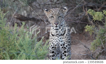 leopard looking at the camera leopard looking at the camera 139589686