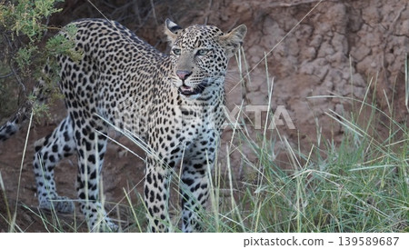 Side view of a leopard close up Side view of a leopard close up 139589687