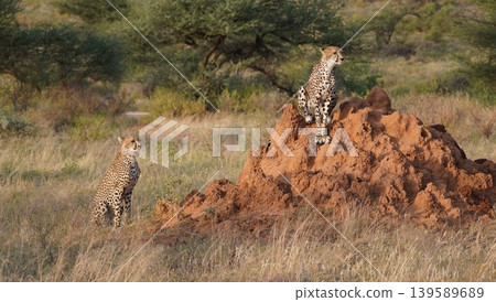 Two cheetahs hiding behind a termite hill Two cheetahs hiding behind a termite hill 139589689