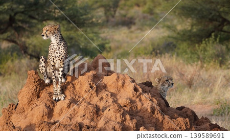 cheetah on an anthill cheetah on an anthill 139589691