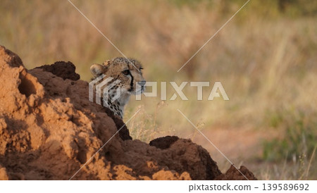 cheetah hiding behind an anthill cheetah hiding behind an anthill 139589692