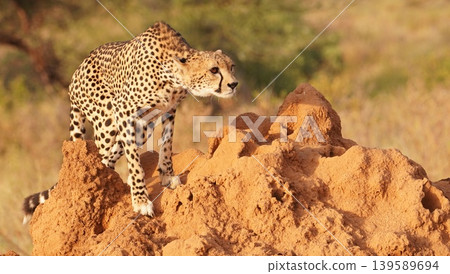 Cheetah ready to hunt, gets alert 139589694