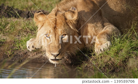lion drinking lion drinking 139589706