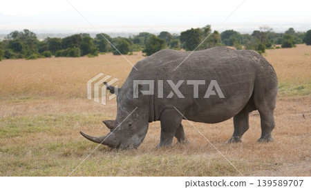 White rhino in the plains White rhino in the plains 139589707