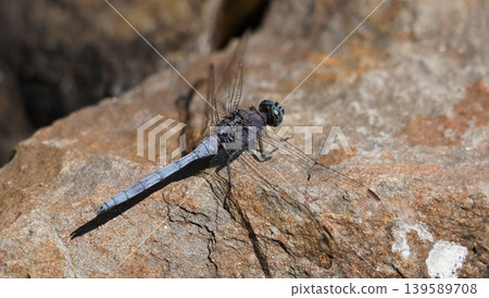 dragon fly resting on a rock dragon fly resting on a rock 139589708
