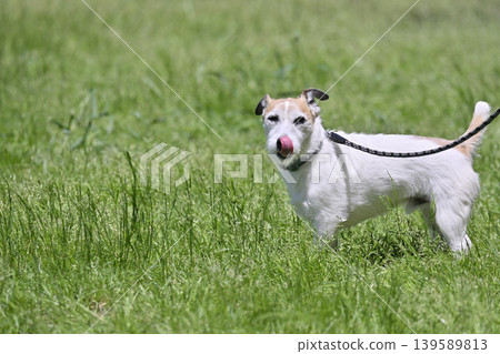 一隻傑克羅素梗犬正在散步 一隻傑克羅素梗犬正在散步 139589813
